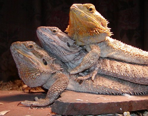 meanie, minie and moe, eanie a new lemon adult female is in the group, but not photoed yet.