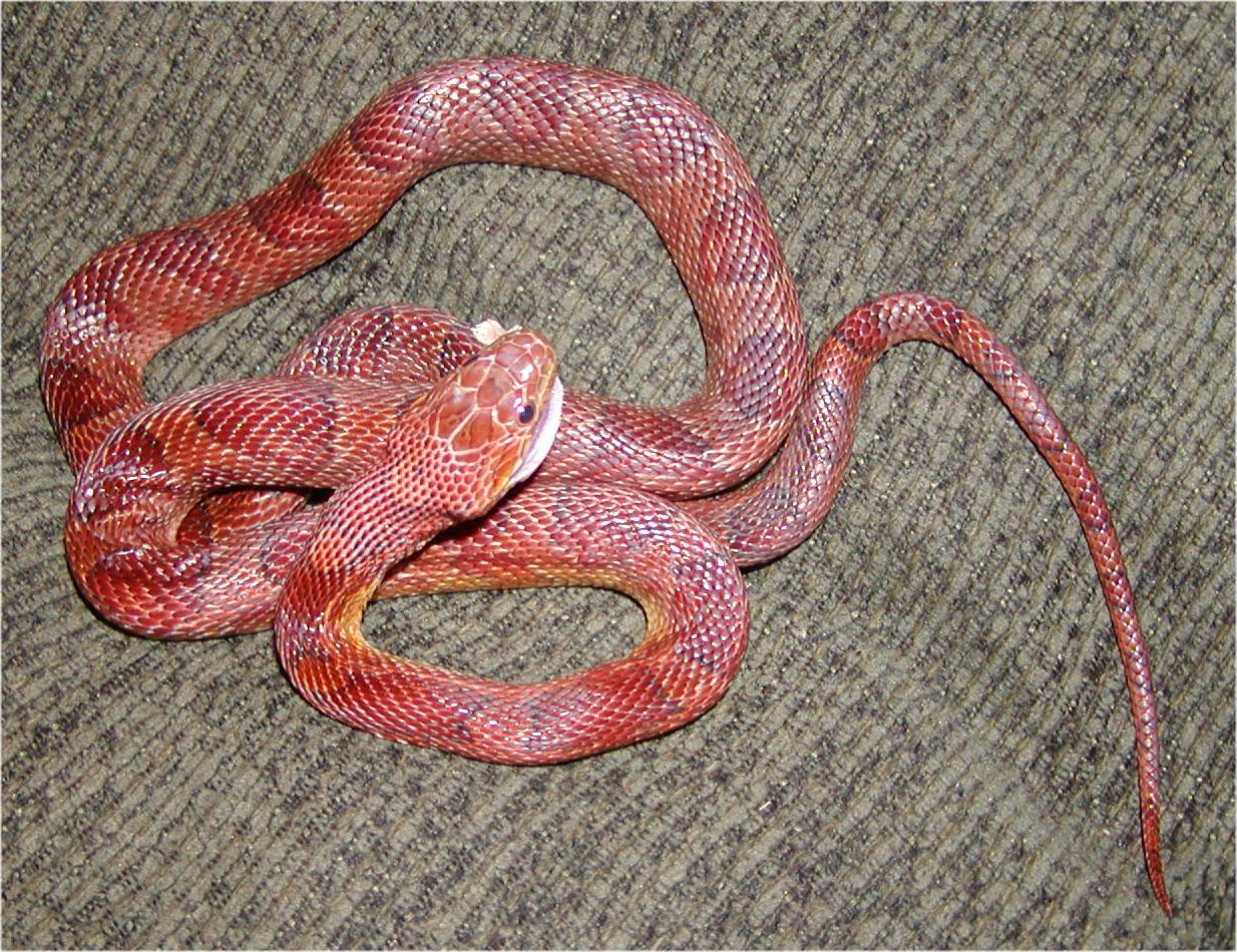 http://www.herpzilla.com/fun/bloodredfemale-eating2.jpg